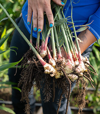 farmer holding vegetables