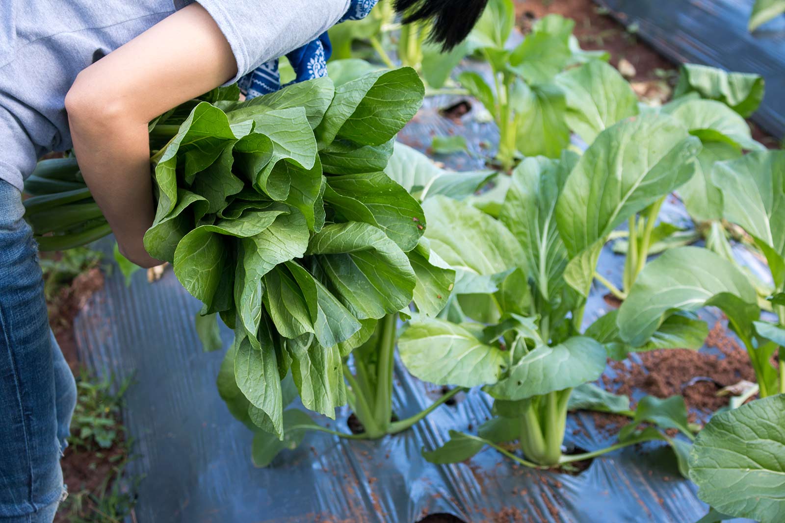 Westport Farmers' Market - Summer/Fall Season